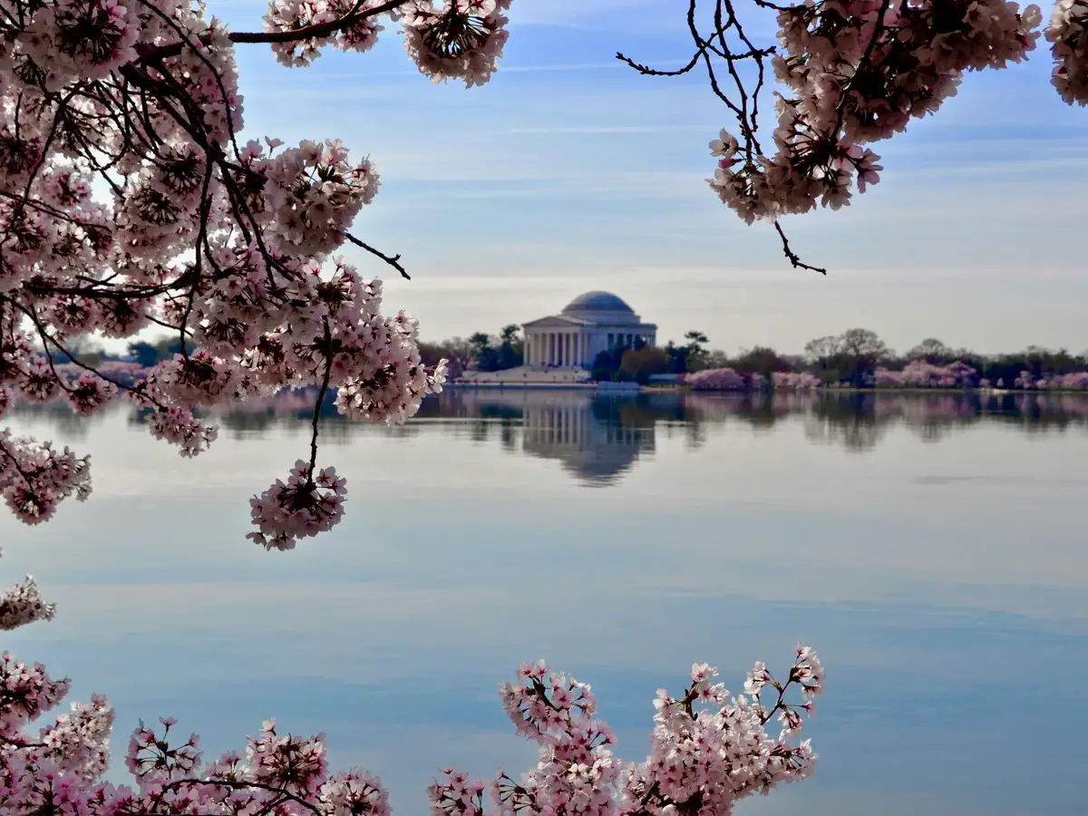 The Jefferson Memorial across the Tidal Basin, framed by cherry blossoms