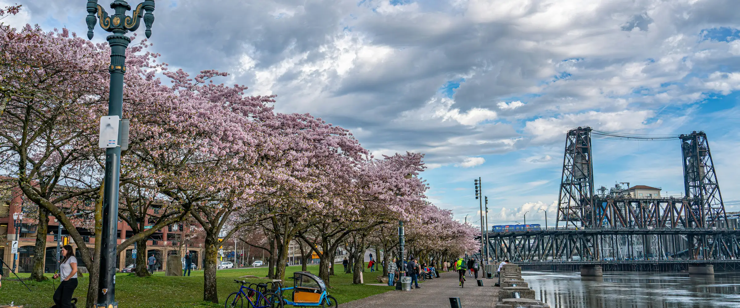 Cherry blossoms along Tom McCall Waterfront Park in Portland, Oregon