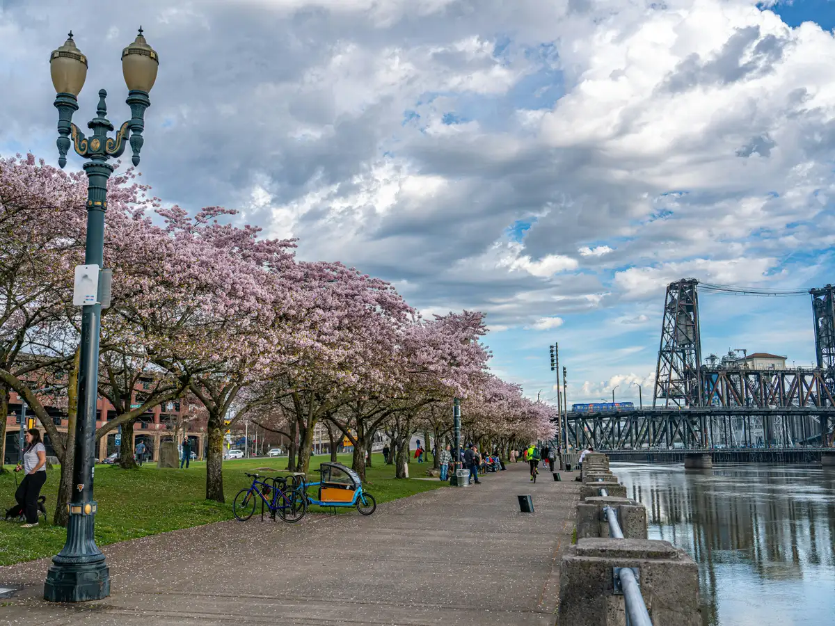 Cherry blossoms along Tom McCall Waterfront Park in Portland, Oregon